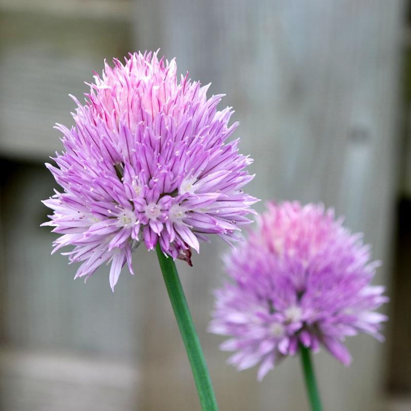 Chives Seeds (Organic)