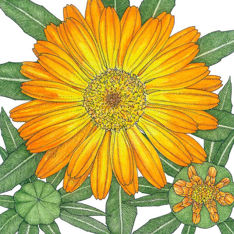 Orange Calendula Seeds (Organic)