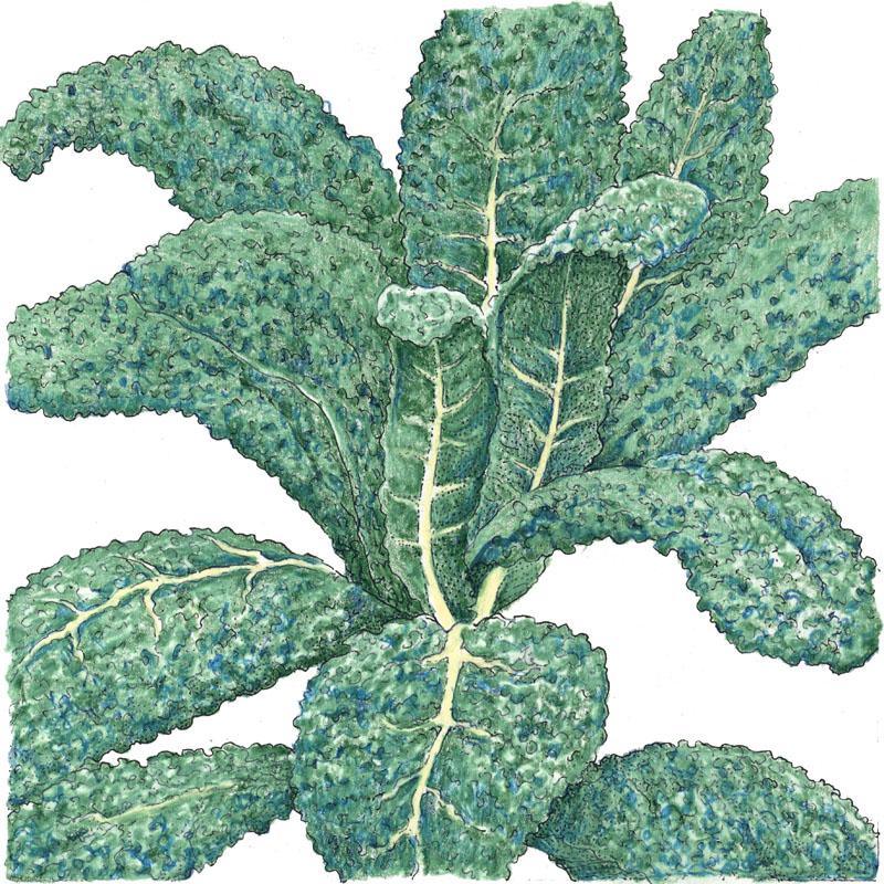 Lacinato Kale Seeds (Organic)