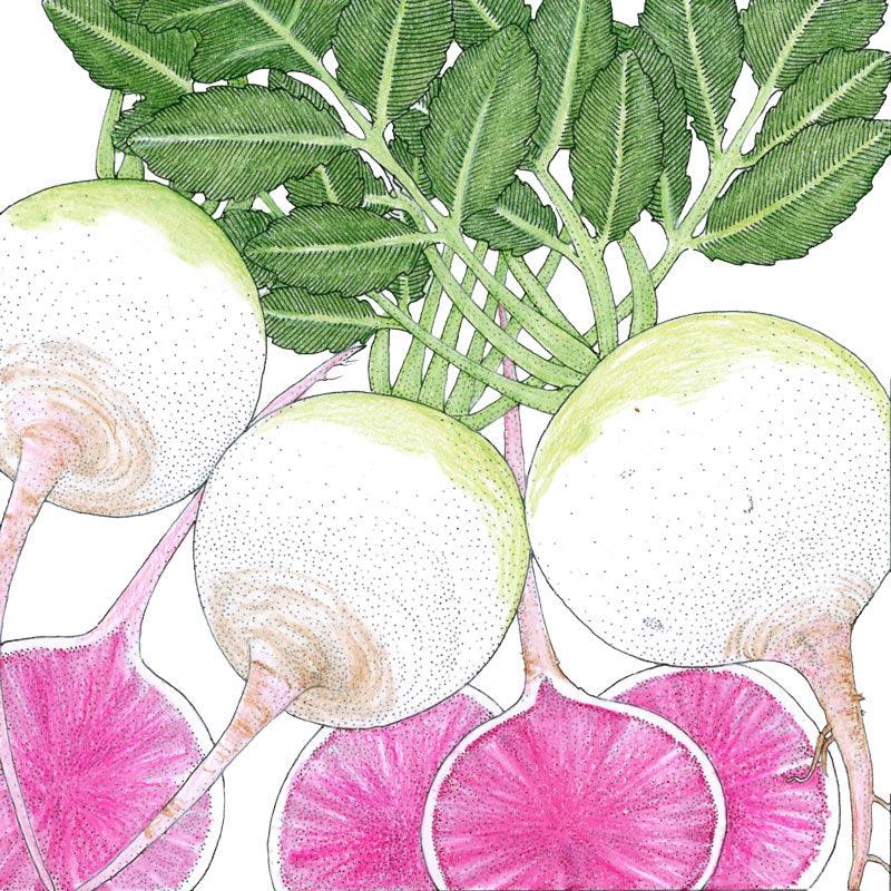Watermelon Radish Seeds (Organic)