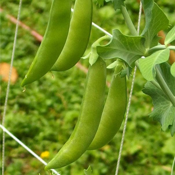 Sugar Daddy Pea Seeds (Organic)