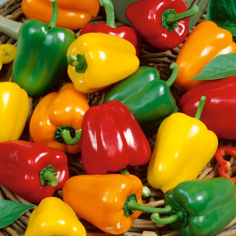 Mini Bell Mix Sweet Pepper Seeds (Organic)