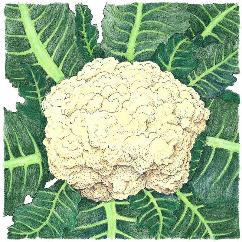Snowball Cauliflower Seeds (Organic)