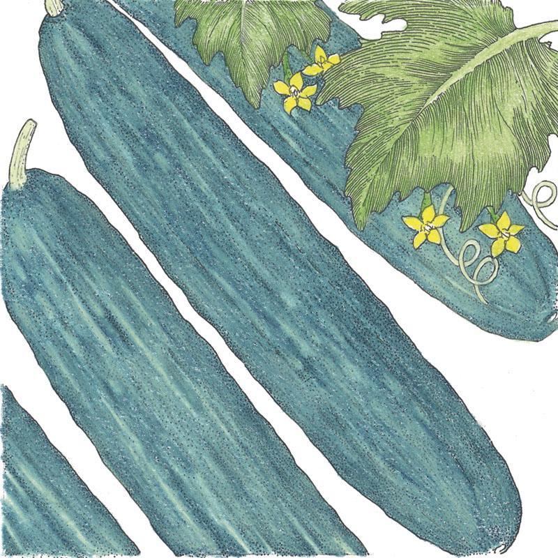 Muncher Cucumber Seeds (Organic)