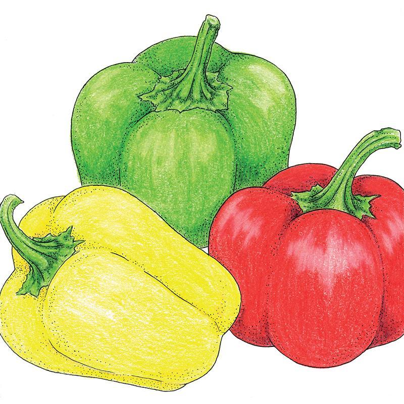 Mini Bell Mix Sweet Pepper Seeds (Organic)