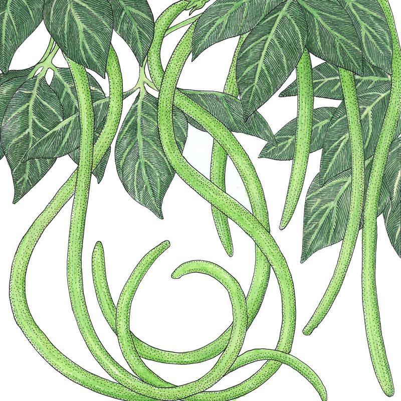 Yard Long Pole Bean Seeds (Organic)