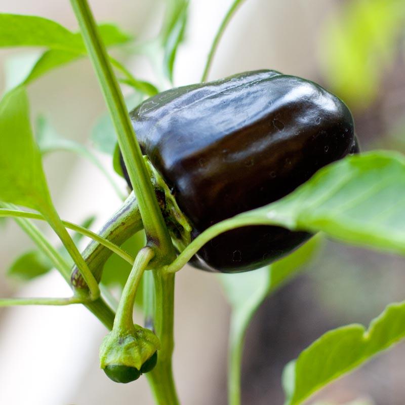 Purple Beauty Sweet Pepper Seeds (Organic)
