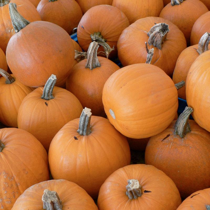 Small Sugar Pumpkin Seeds (Organic)