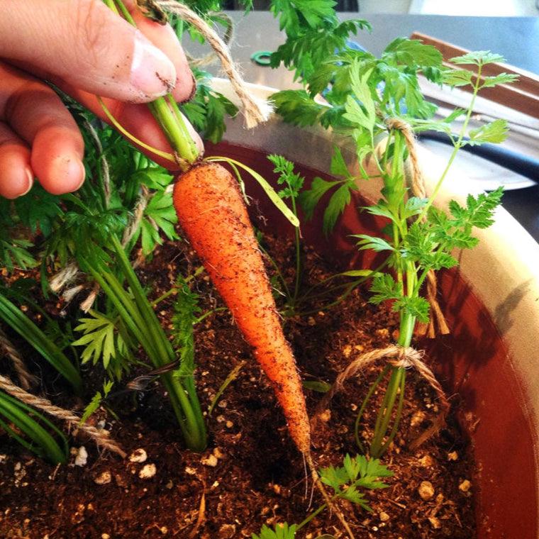 Little Finger Carrot Seeds (Organic)