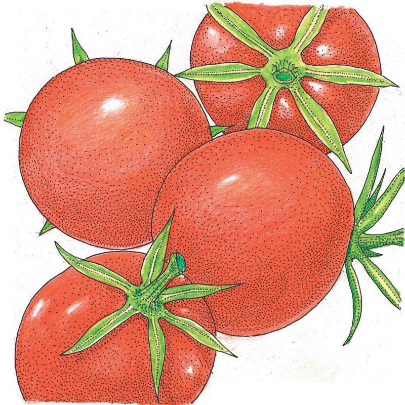 Burbank Tomato Seeds (Organic)