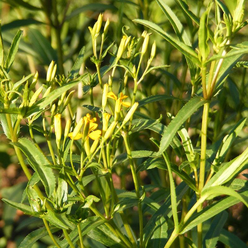 Mexican Tarragon Seeds (Organic)