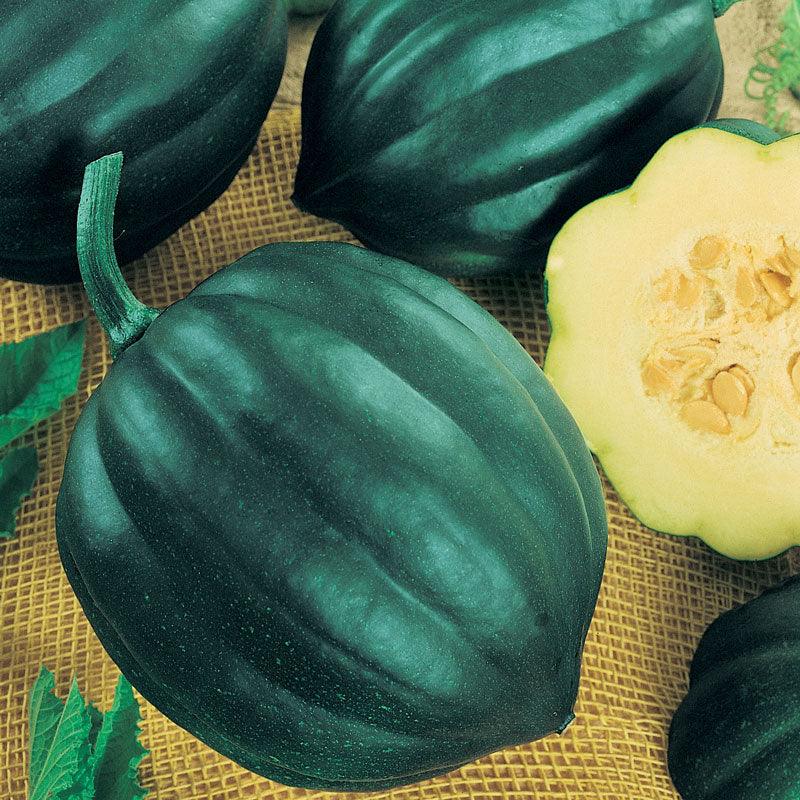 Table Queen Acorn Winter Squash Seeds (Organic)